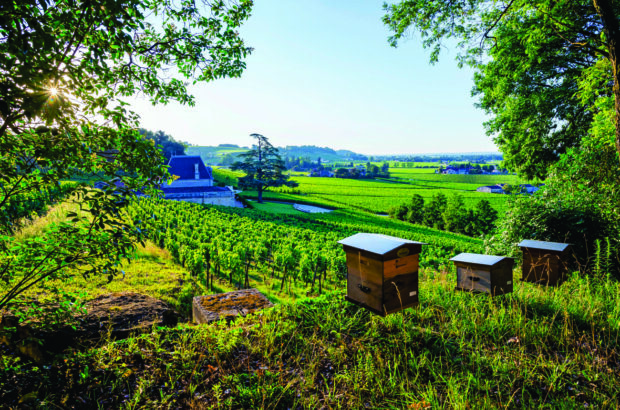 organic Bordeaux