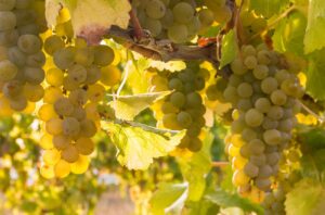 bunches or ripe Sauvignon Blanc grapes growing in organic vineyard at harvest time