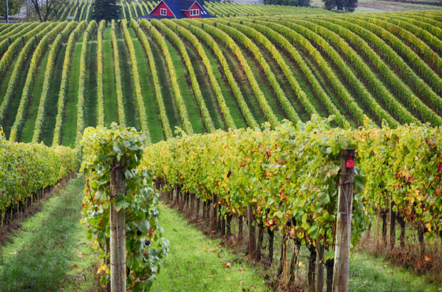 Willamette Valley vineyards