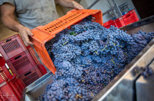 Grapes for Braccardo wines