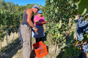 Picking grapes in Broccardo vineyards