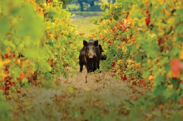 Wild boar in vineyard