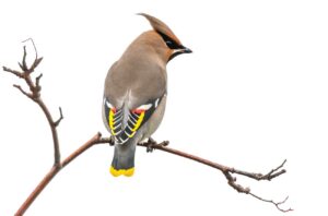 bird