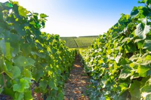Vineyards and grapes in a hill-country farm in France.