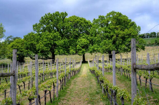 Vineyard in England
