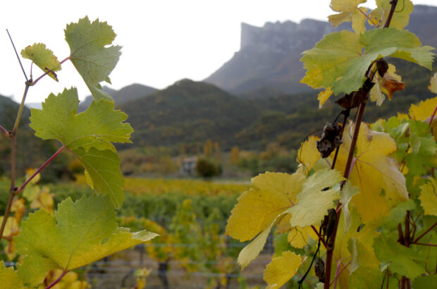 Vineyards in Drome for Clairette de Die