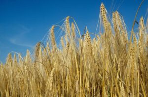 Ripe six-row barley