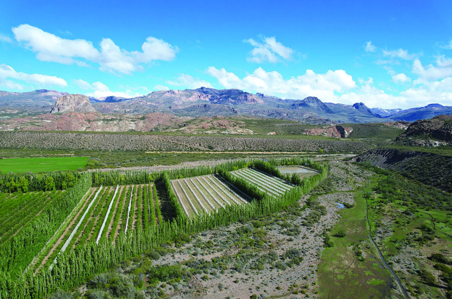 Patagonia wines