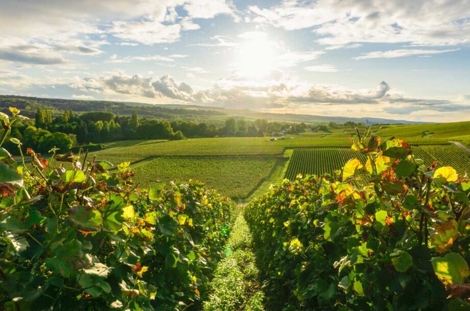 Vineyard in Champagne