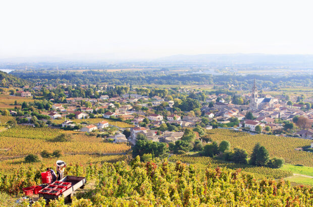 Cornas wines