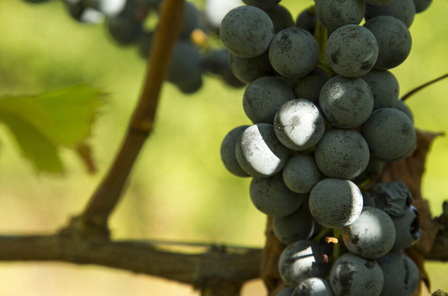 Inama Carmenere Colli Berici