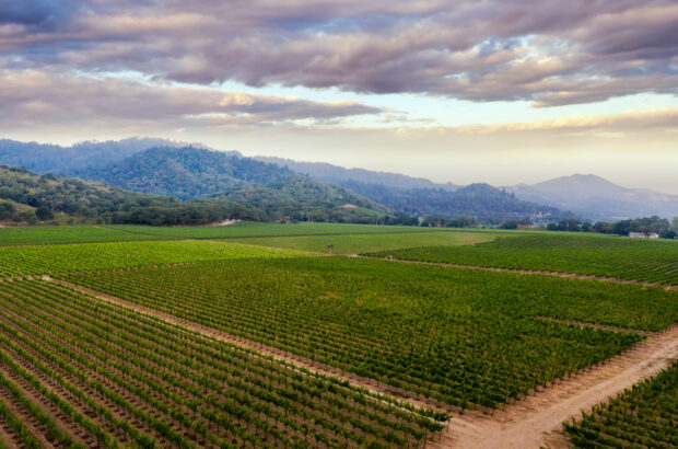 Markham Vineyards Yountville Ranch Vineyard