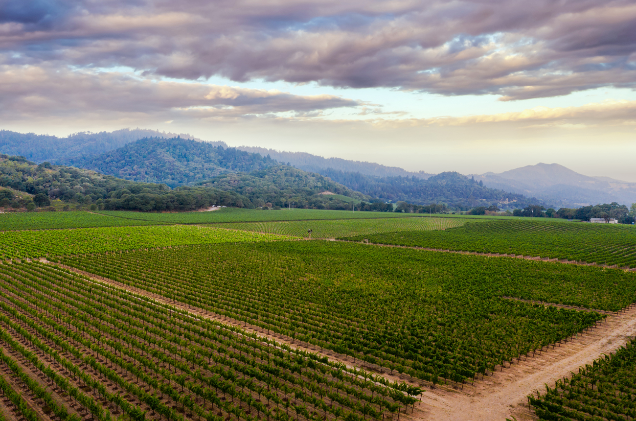 Dominus doubles down on Napa with historic vineyard purchase