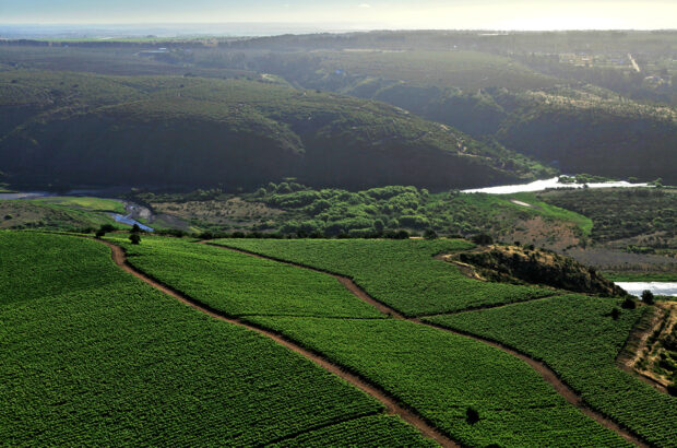 Viña Leyda’s vineyards on the Chilean coast