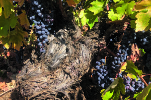 Criolla wines