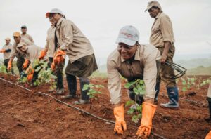 Agrïa staff planting the first vines in Bel Ombre
