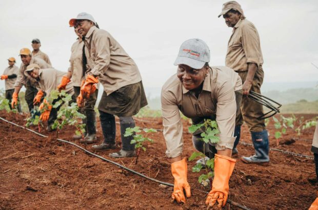 Agrïa staff planting the first vines in Bel Ombre