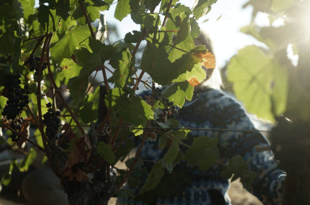 image of a vineyard worker through the vines in Paso Robles.