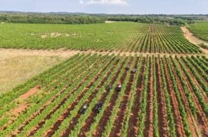Understanding Istria’s soils