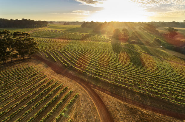 Cabernet Sauvignon 2022