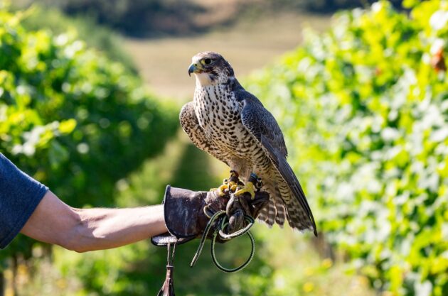 falcon at rathfinny wine estate