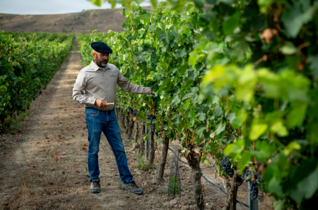 Ribera del Duero producers