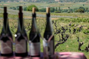 Ribera del Duero white wines