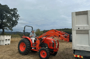 Image of a tractor loading bins of grapes at harvest.