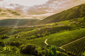 Local roots, global reach: How Valdo champions Prosecco Superiore