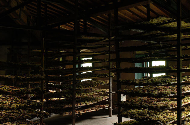 Vin Santo grapes on traditional drying racks 2J69EXB