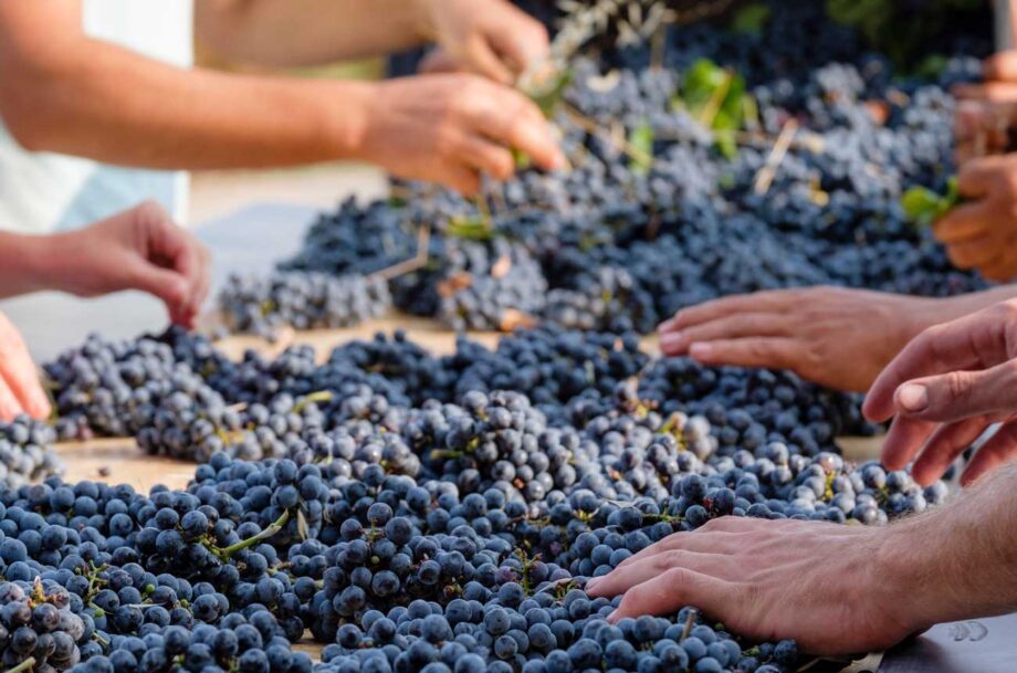 Hands sorting Merlot grapes