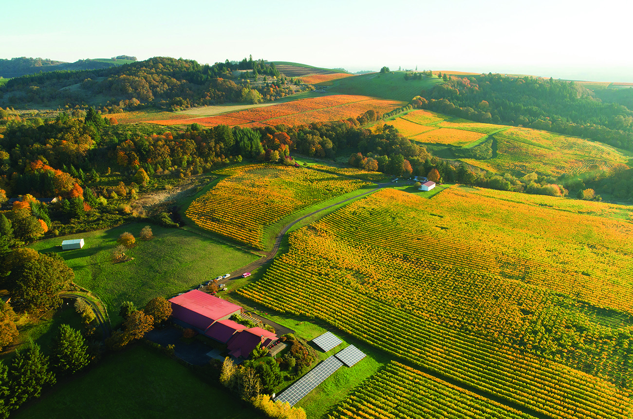 Willamette Valley 2023 vintage report: A year of exquisite Chardonnay and the 20 best picks