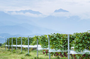 Grace Wine has views of the majestic Minami Alps