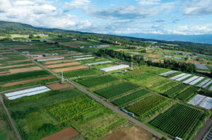 Fujiclair owns two vineyards in Hokuto, in the far northwest of Yamanashi prefecture