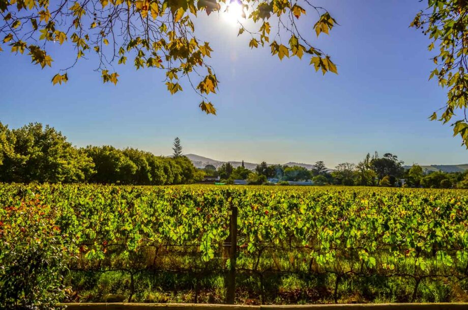 Pinotage vines in South Africa