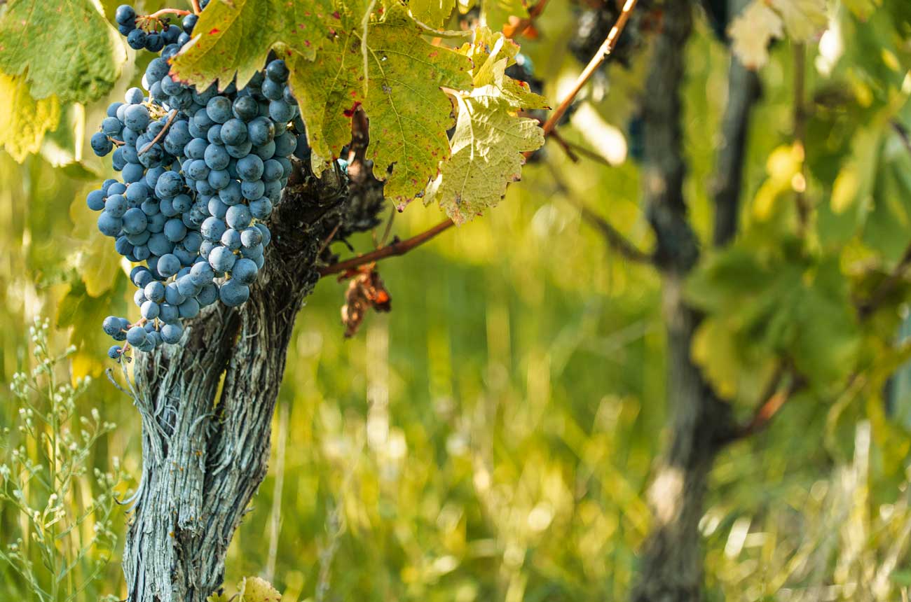 Raise a glass to Spain’s flagship grape this International Tempranillo Day