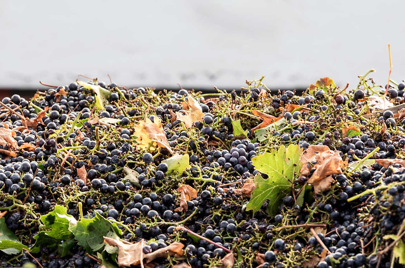 Celebrating the changing fortune of the former ‘ugly sister’ grape this International Carignan Day