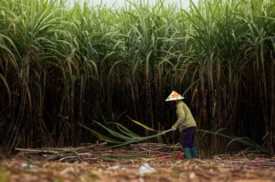 Harvesting sugarcane in Thạch Thành in Northern Vietnam
