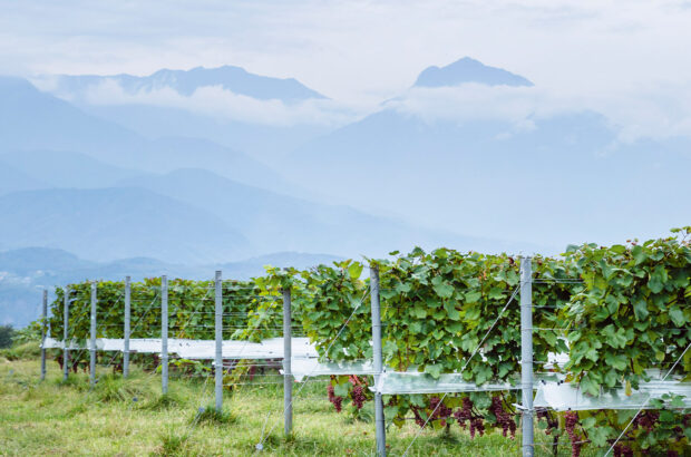 Grace Wine has views of the majestic Southern Alps