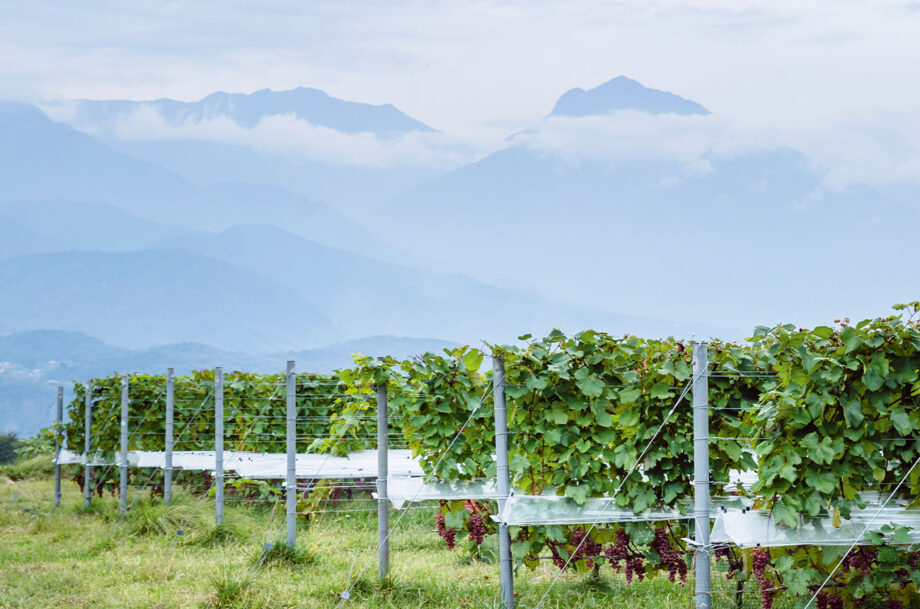 Grace Wine has views of the majestic Southern Alps