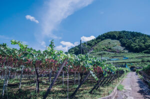 Kurambon Wine’s Katsunuma winery was established in 1913
