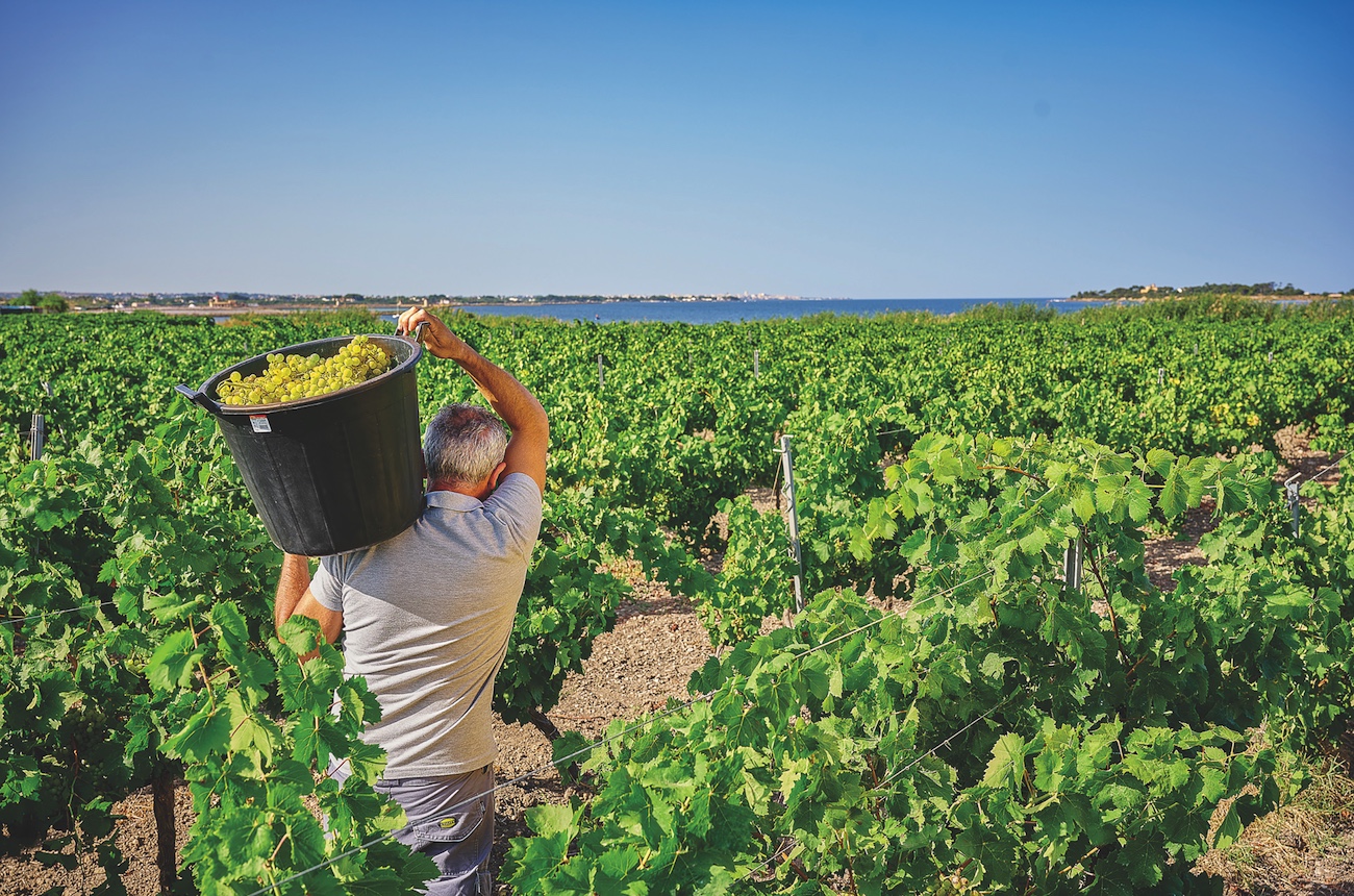 Modern Marsala: How an Italian classic rediscovered its verve and attitude