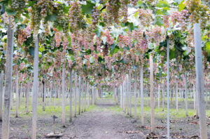 Manns Wines’ Katsunuma winery was established in 1962.