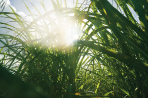 Sugar cane at the Mount Gay Estate on Barbados