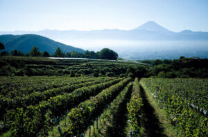 View of Mount Fuji from Suntory winery vineyards.