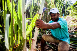 Harvesting sugarcane on the Seychelles Islands