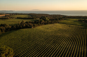 The vineyards of Tenuta Meraviglia.