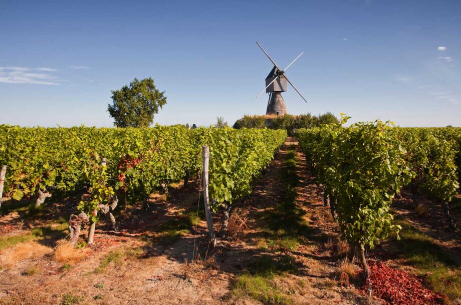 Cabernet Franc in the Loire Valley
