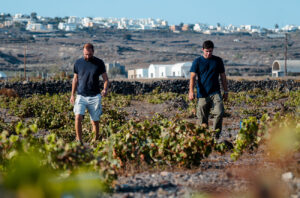 Viticulturist Stratos Guillame Xyrafis (left) with Yiannis Boutaris (right, son of Stellios Boutaris and sixth-generation winemaker) during the 2025 harvest at Domaine Sigalas.
