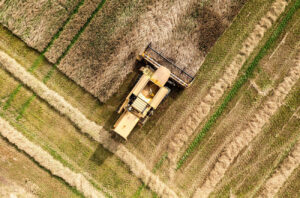 Sklizeň obilí v jednopodnikové palírně Echlinville